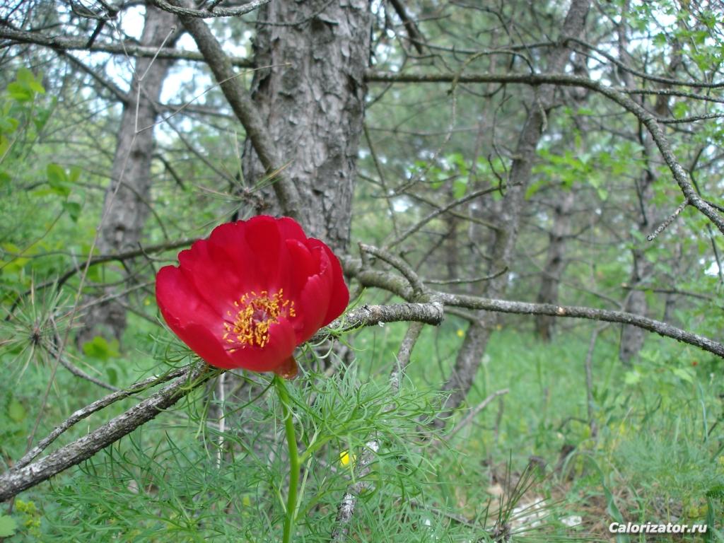 DSC02546