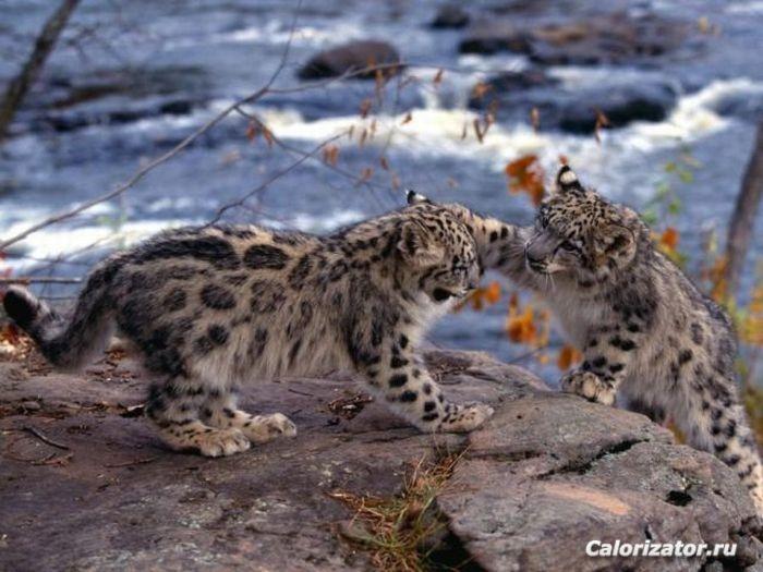 baby-leopards-playing