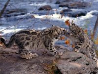 baby-leopards-playing