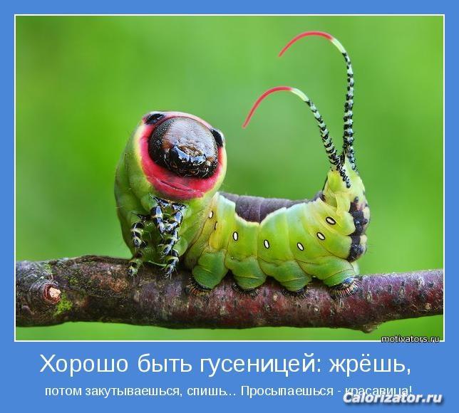 motivator-49088