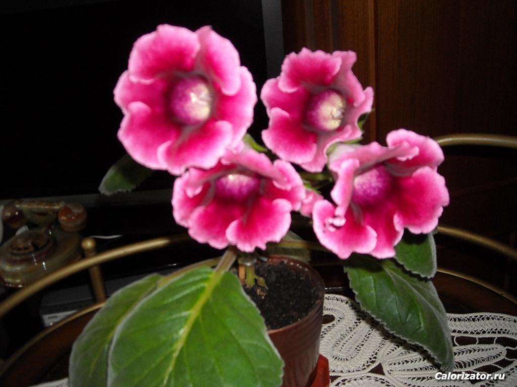 DSCN2632