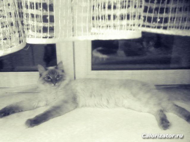 мой котик)