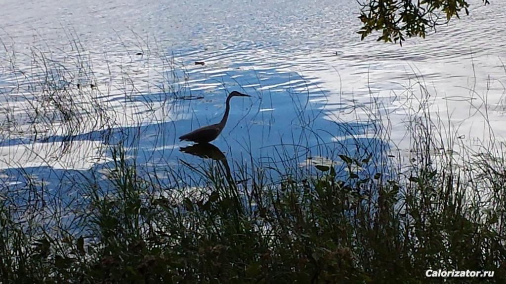 Black Lake