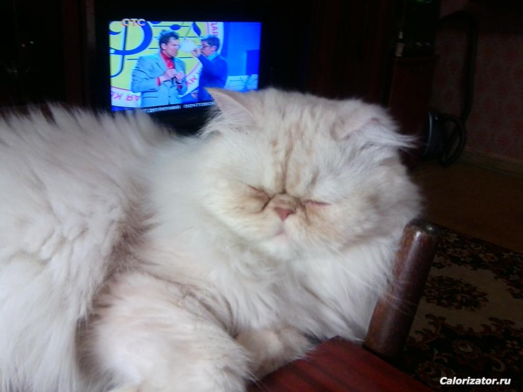 Мой кот Прохор