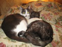 Наши любимые КотоГомики:):):)