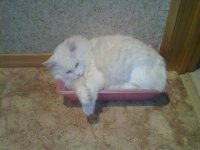 Снежок в лотке1