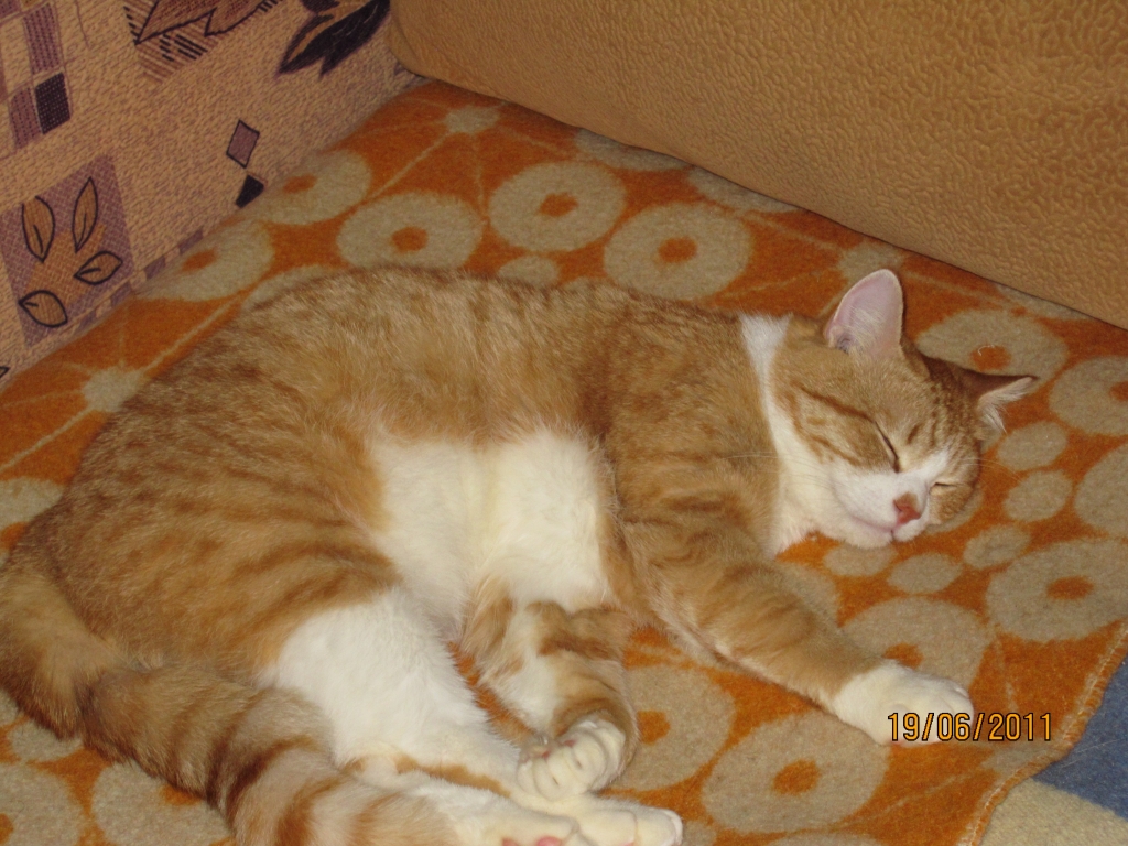 Рыжик после обеда