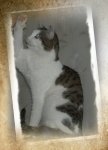 Мой кот Тимон