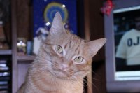 Наш котик Томас