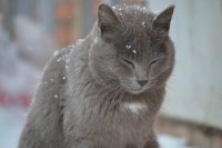Кот поёт, глаза прищуря