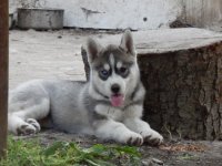 мой хасеныш