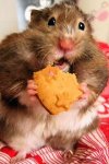 83 cookie hamster