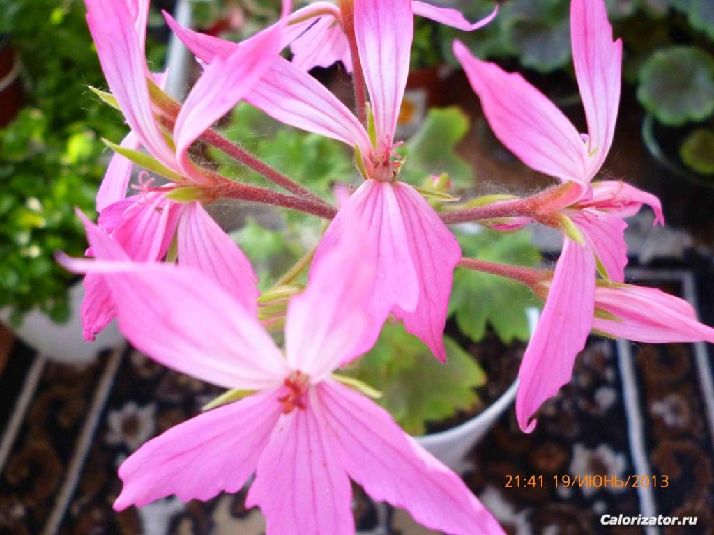Пеларгония стеллар PAC Fireworks Light Pink-1