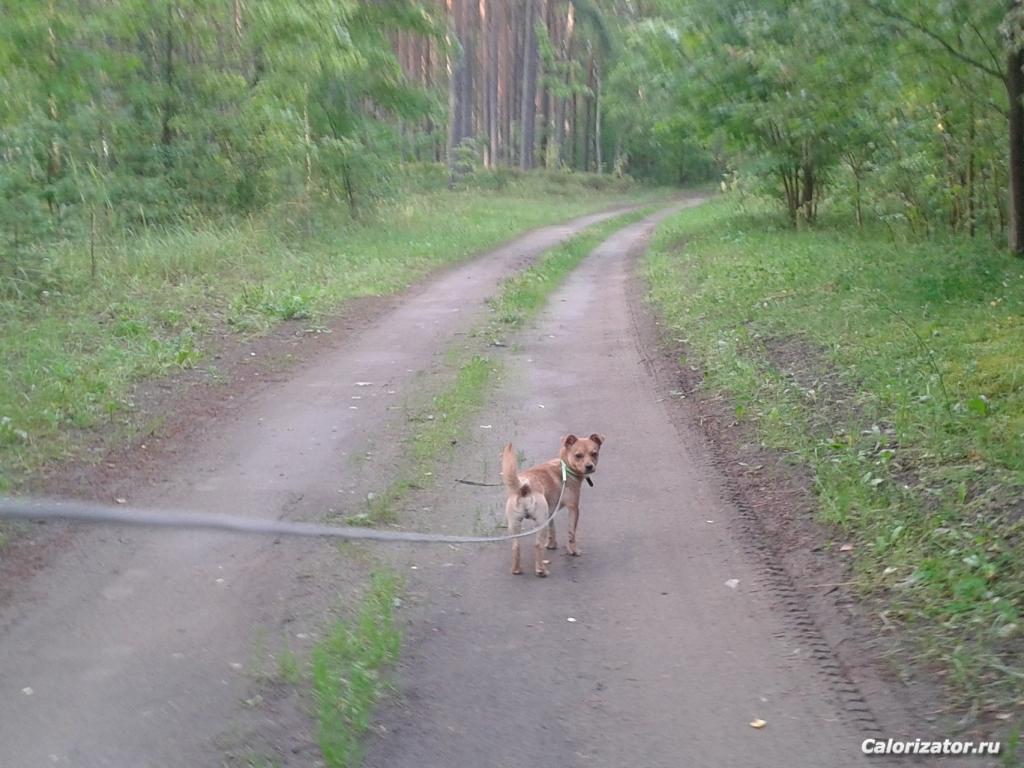 Моя собака