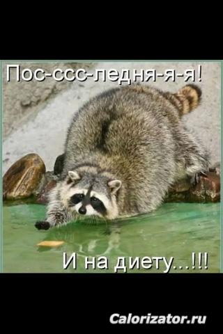 енот на диете