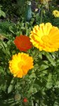 IMG-20140713-WA0013