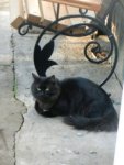 кот на даче