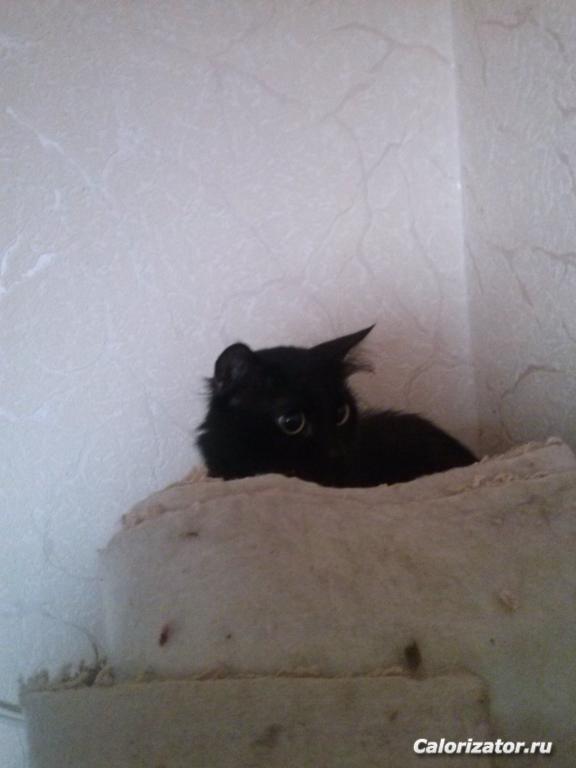 в засаде