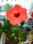IMG 20170627 063543