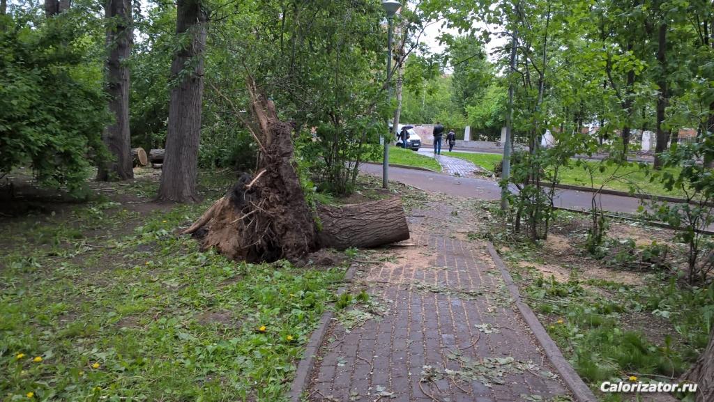 корень вырванного из земли дерева