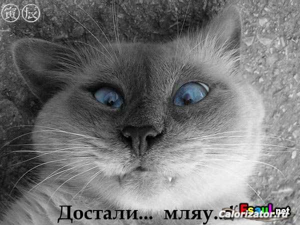 ОТ НОРМЫ ДО ИДЕАЛА: 22.07.2014