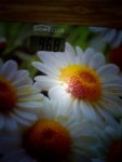 IMG 20170104 123302[2]