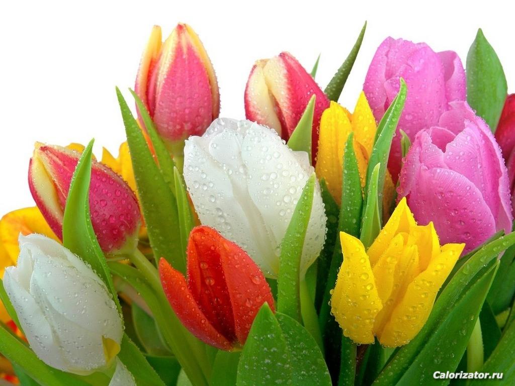tulips-wt-1024-3