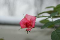 Роза малиновая