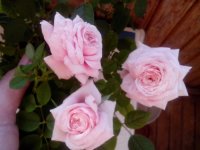 Роза розовая1