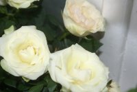 Розы белые2