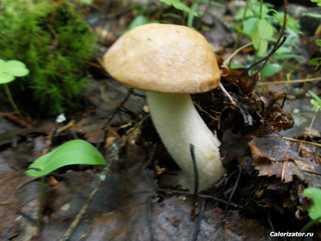 P6220294