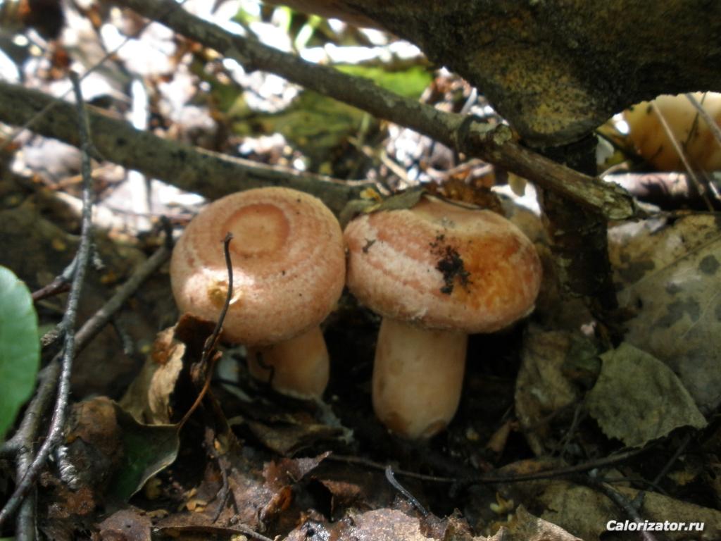 P7250449