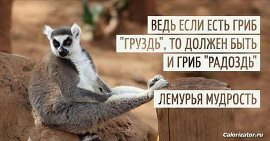 radozd