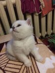 IMG-20180124-WA0002