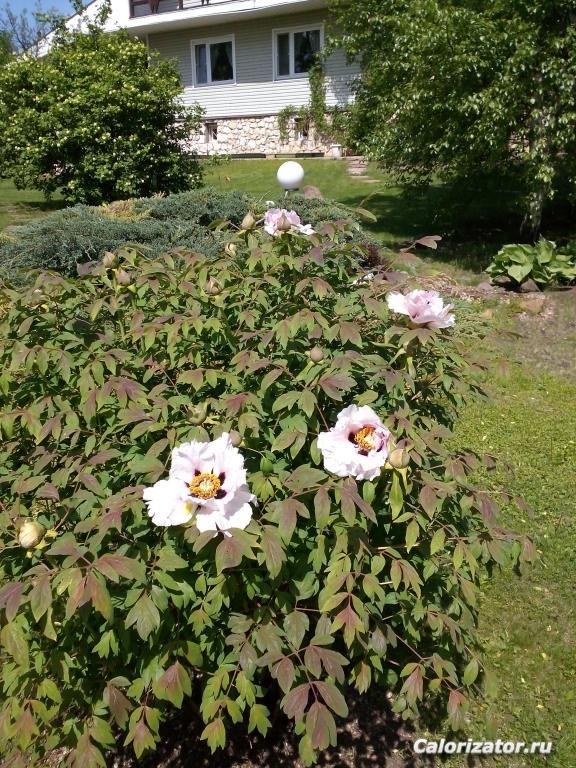 IMG 20150527 125904