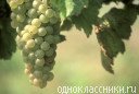 вкусные антиоксиданты