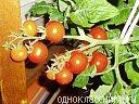 овощи
