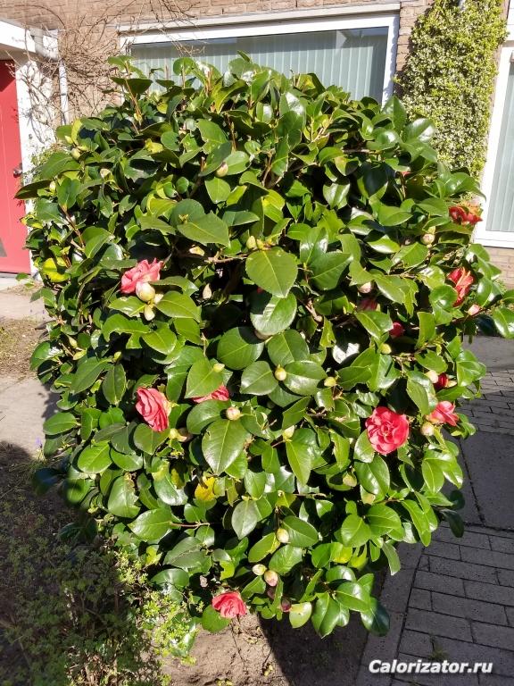 IMG 20190324 153529316 HDR