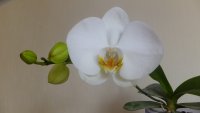 DSCF8506