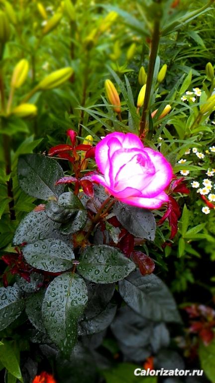 P 20160707 180357 MT