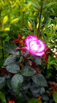 P 20160707 180357 MT