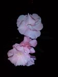 IMG 20180703 210351
