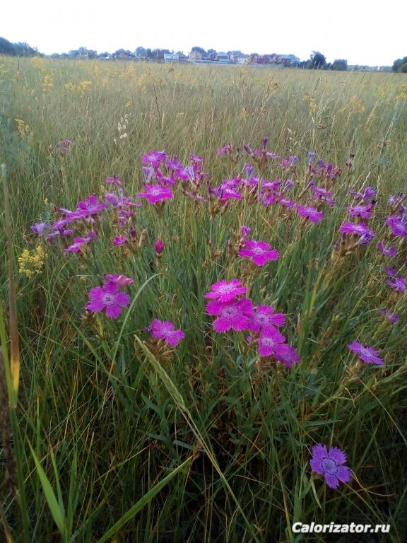 IMG 20190611 074224