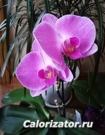 IMG 20190113 111829.нежно сиренев.