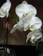 IMG 20191023 182143.белая