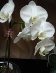 IMG 20191023 182143.белая