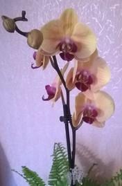 желтая с кр.серед.