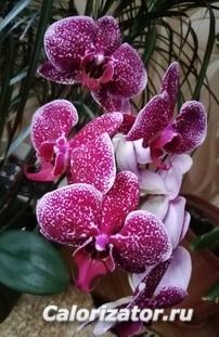 IMG 20190113 111633.крапинка