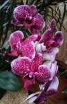 IMG 20190113 111633.крапинка