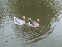 IMG 0223